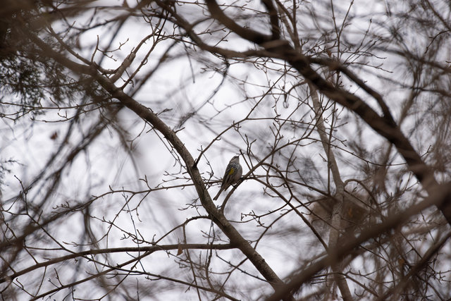 Yellow-rumped warbler, Cosmo Park, Late Winter 2026