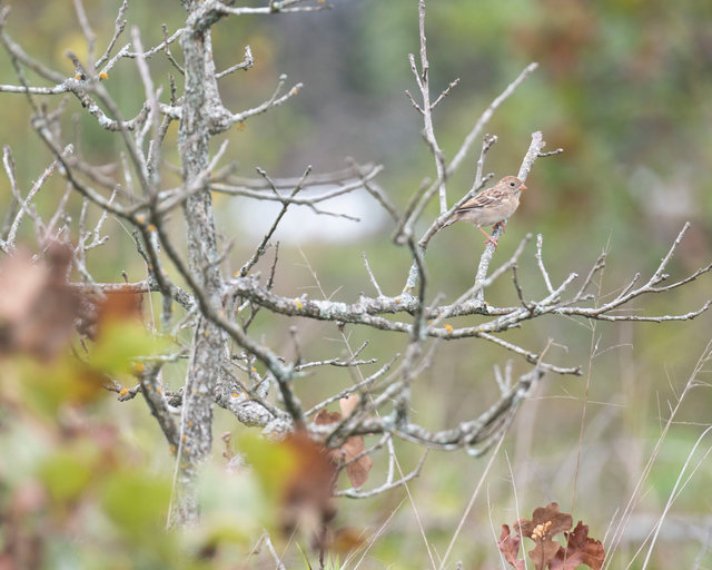 Field sparrow