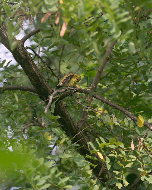 Female Goldfinch in Black Locust Tree
