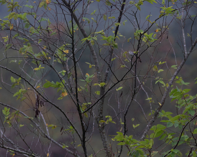 Blue-grey gnatcatcher