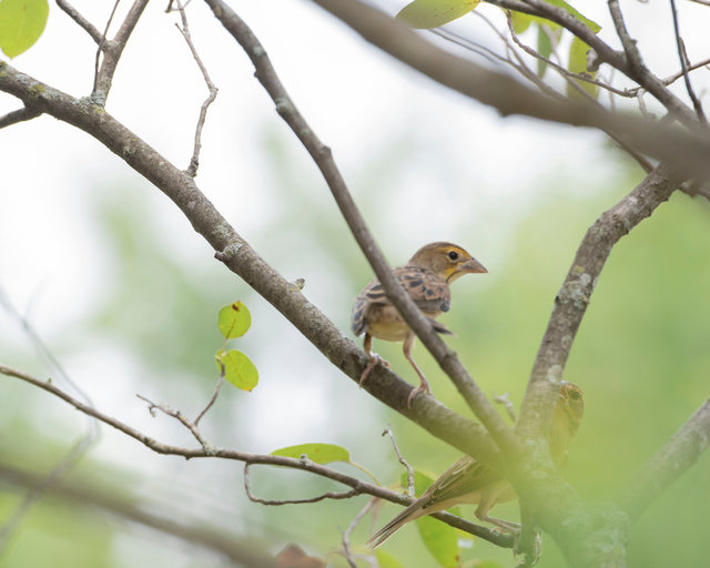 Dickcissels