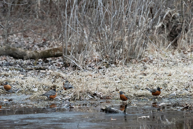 Robins, Cosmo Park, Late Winter 2026