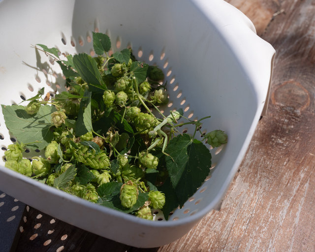 Praying Mantis Among Gathered Hops Flowers, Summer 2025