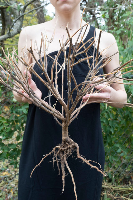 Self-portrait with Dead Tulsi, October 24, 2022