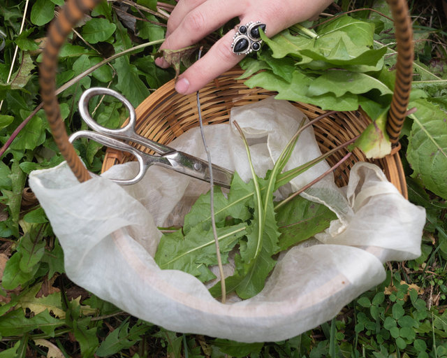 Gathering Dandelion Greens for Fertilizer, Nov. 4, 2022