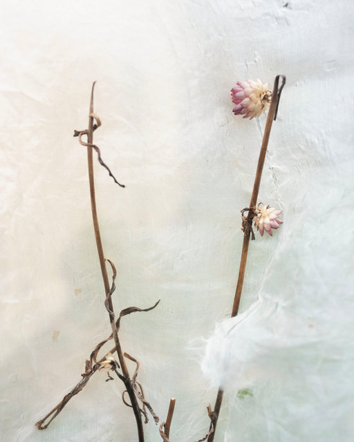 Everlasting Flowers, Nov. 4, 2022