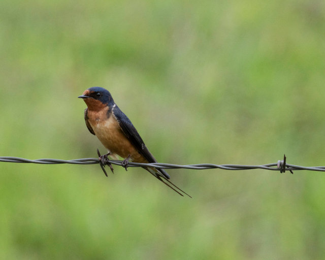 Barn Swallow