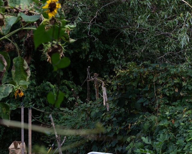 Backyard, Summer 2025