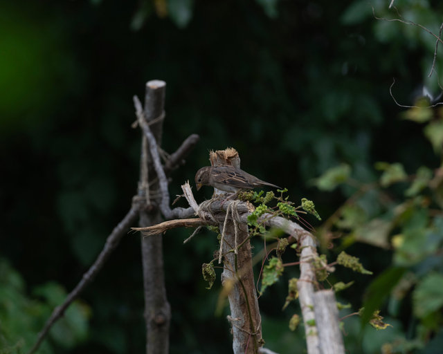 Sparrow on Handmade Trellis, Summer 2025