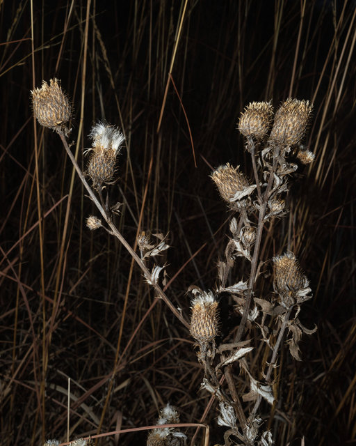 Thistle, Dec. 10, 2022