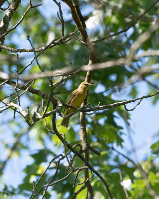 Summer Tanager, Female