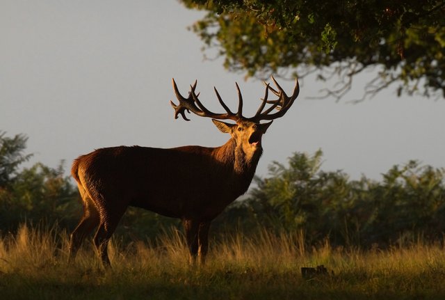 Red deer stag