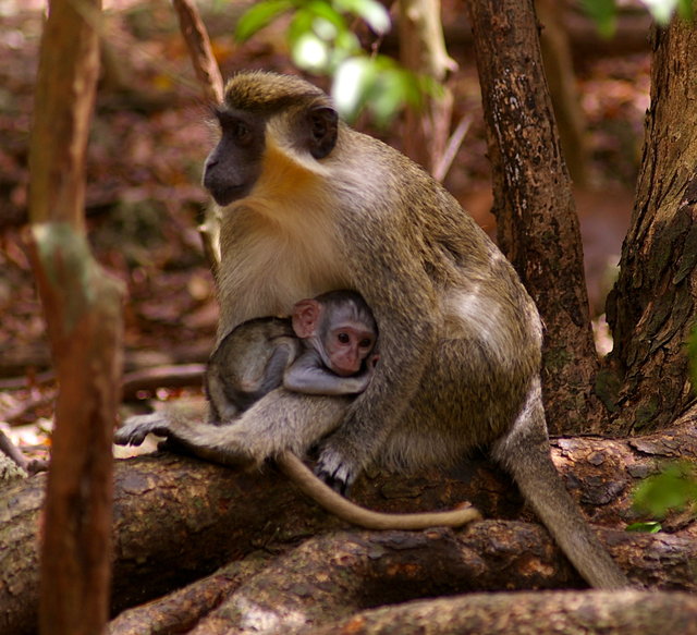 Barbados Wildlife Reserve 2nd Visit VB.JPG