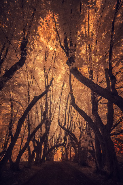 Hornbeam Alley Infrared-MASTER COPY.jpg