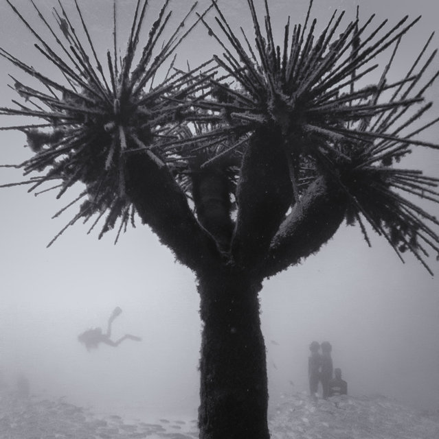 Underwater Palm Tree