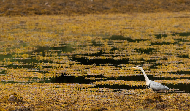 Grey heron