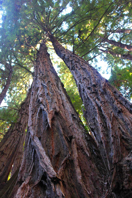 I Heart Trees 