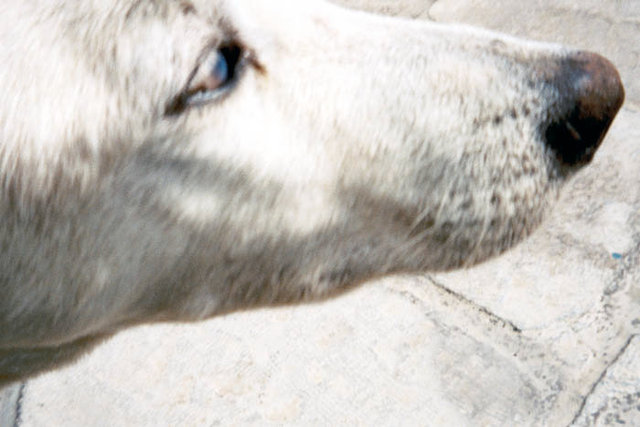 Florica Kyriacopoulos, Eleusis (Serious Dog), 2003