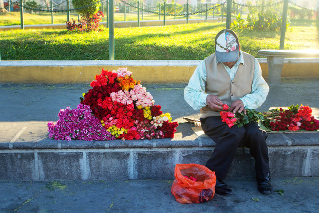 Roses