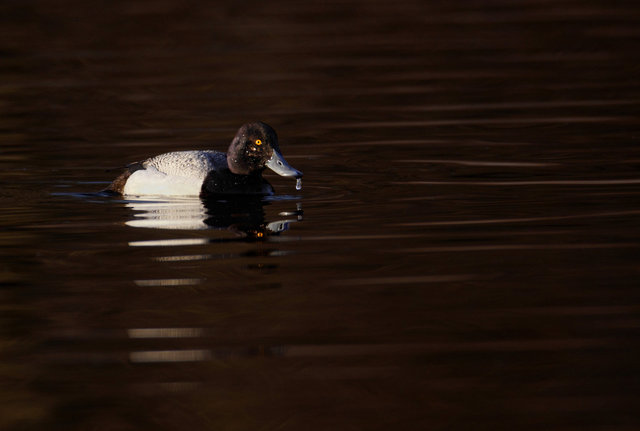 Lesser Scaup, late winter, Ohio