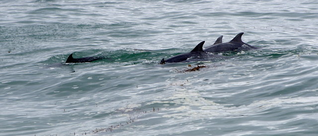 Dolphins from Carmel River State Beach (25) VB.JPG