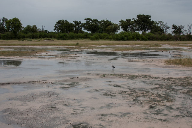 Savuti marsh