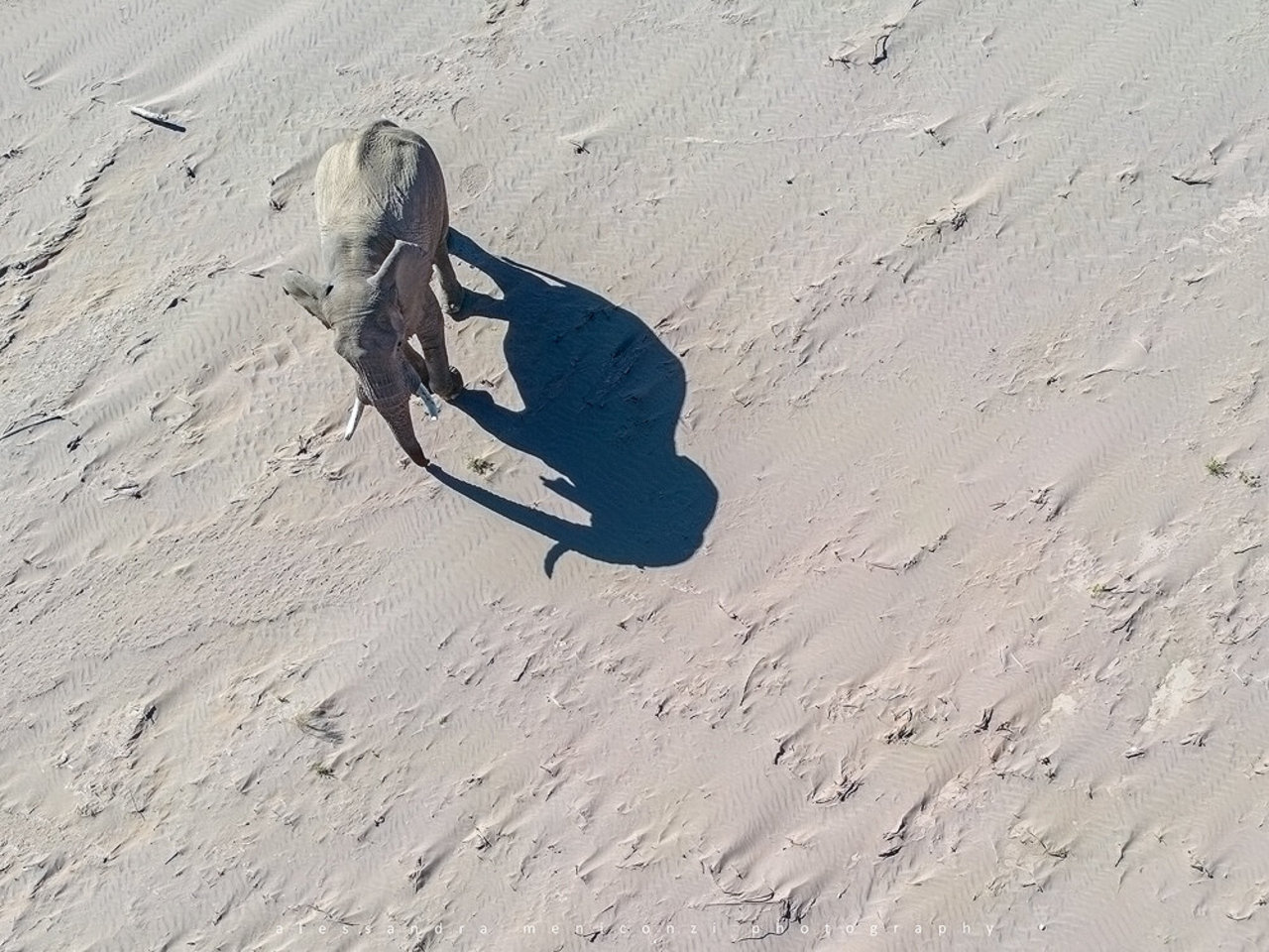 UNIQUE WILDLIFE NAMIBIA