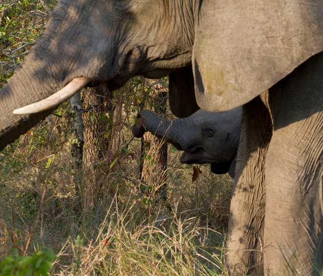 Elephants