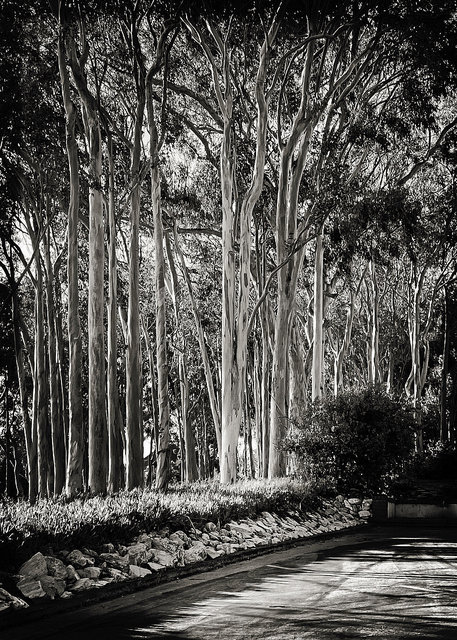 PALOS VERDES, CALIFORNIA