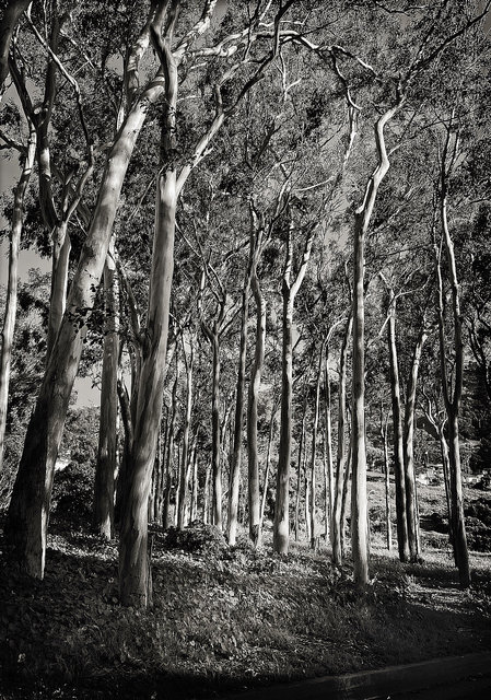 PALOS VERDES, CALIFORNIA
