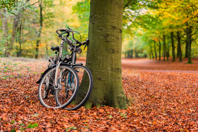 Fall Forest Bikes Hi Res.jpg