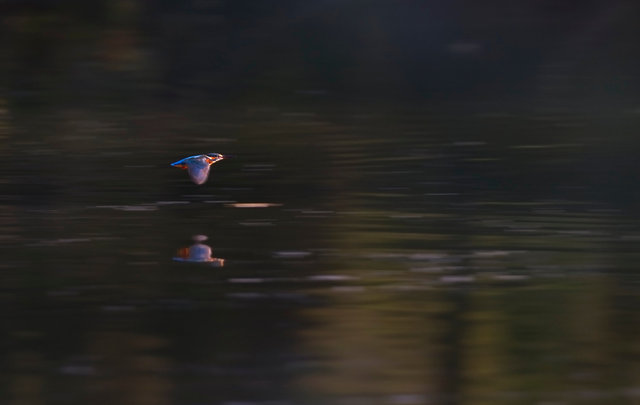 Kingfisher