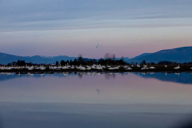 Trumpeter Swans