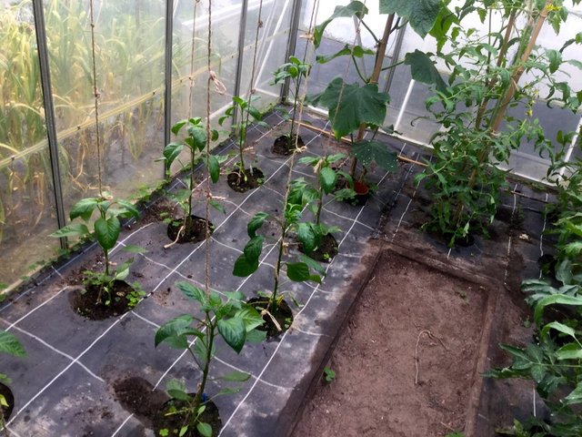 2016-06-11 10.21.44.jpg