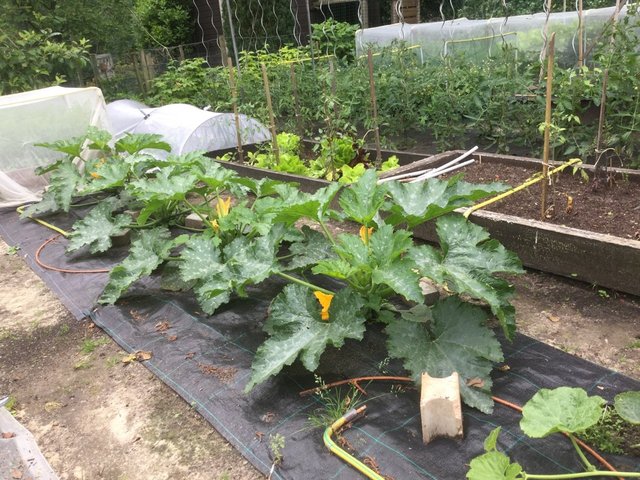 2016-06-11 10.24.14.jpg