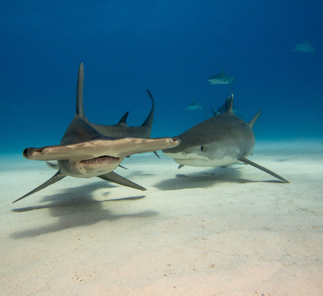 Hammerhead and Tiger Shark / Bahamas