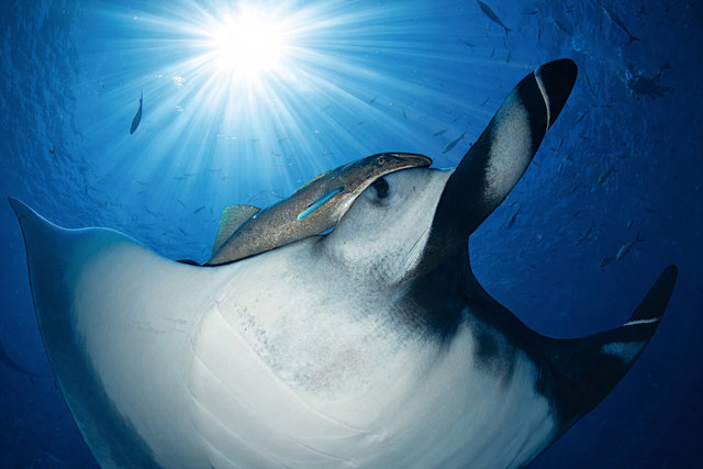 Giant Oceanic Manta, Isla Socorro ,North Pacific