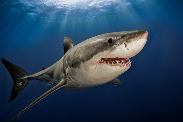 Guardian of the Blue