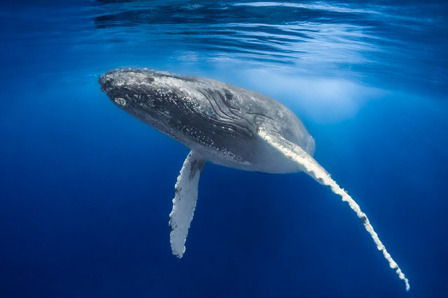 Beneath the Skin of the Sea