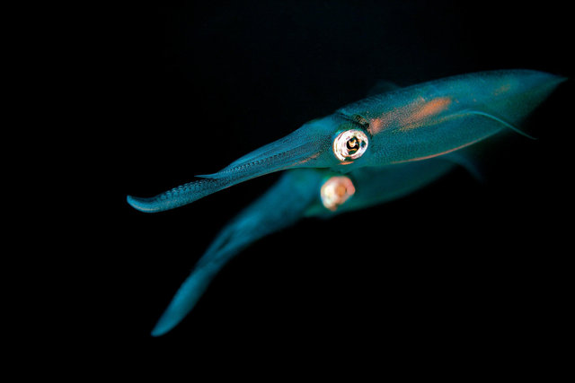 Squid