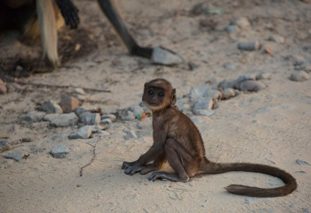 Langur Monkey