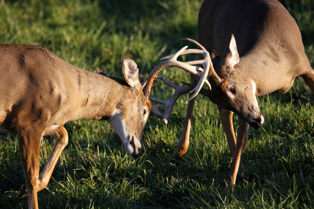Two white-tailed bucks sparring just before sunset in southern Ohio. MG_7556