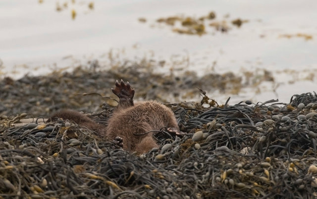 Otter cub