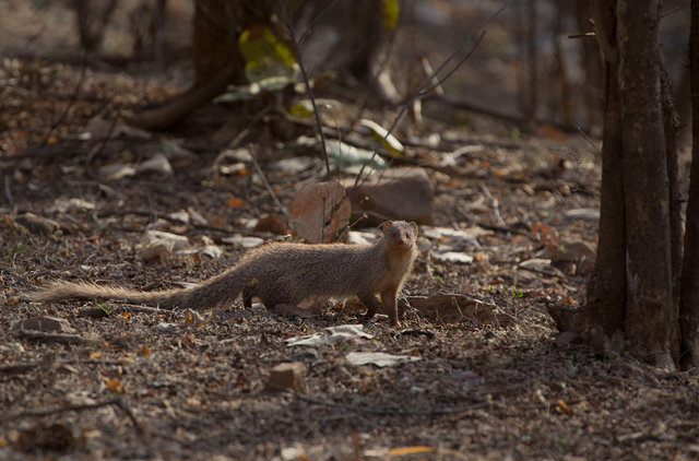 Common Indian Mongoose