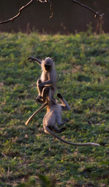 Langur Monkeys