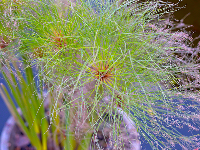 © 2012 Roz Akin