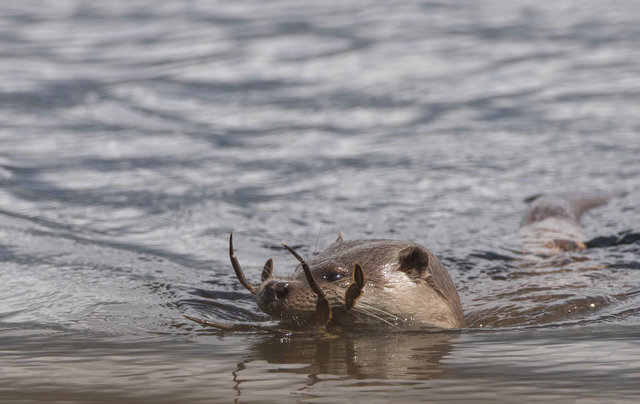 Otter with crab