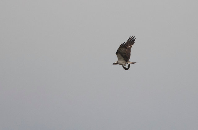 Osprey with fish