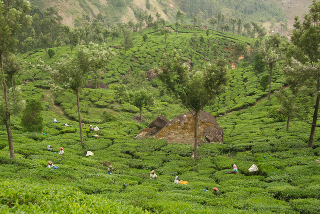 Tea plantation, Ooty