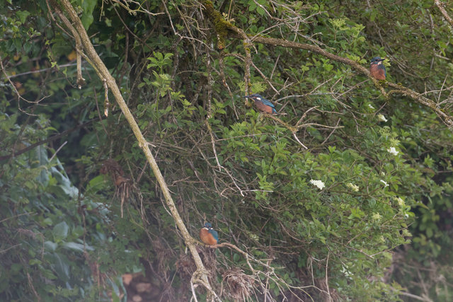 Newly fledged kingfishers